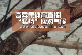 奇异果体育直播|“猛药”应对气候变暖,交通运输部门出手!(图1) 奇异果体育