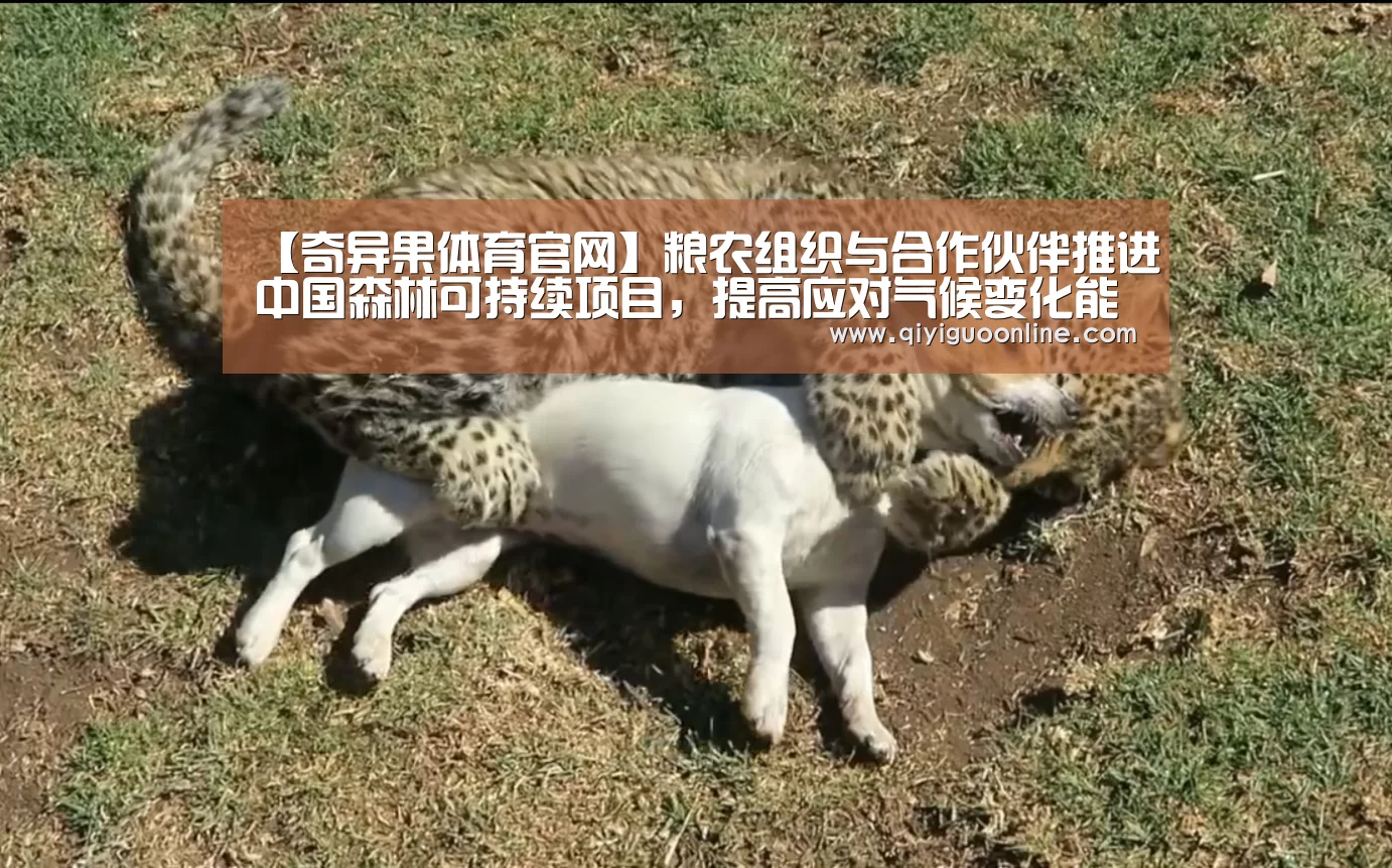 【奇异果体育官网】粮农组织与合作伙伴推进中国森林可持续项目,提高应对气候变化能力(图2) 奇异果体育官网